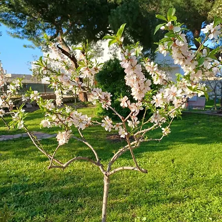 Alma Villa *